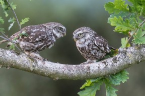 开云体育在线官网-“胡利安·门德斯的突破性表现，打破阿根廷美洲狮队的进攻瓶颈”