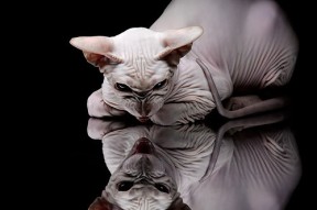 开云体育官网app-马洛卡整体防守升级化解高压攻势，马洛卡赛