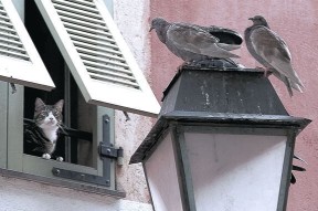 开云官网-水球终场绝杀瑞士逆转取胜，水球比赛录像