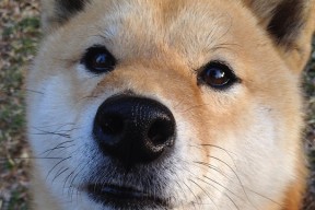 开云体育在线入口-法甲裁判误判后联盟纠正机制成效研判，中甲裁判争议判罚引冲突