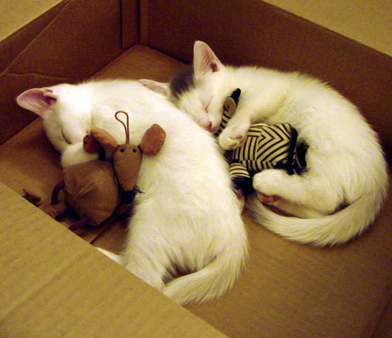 NBA球队管理层策略探讨,nba球队组织架构