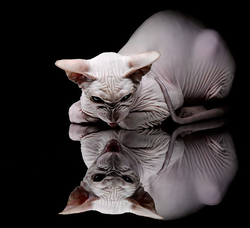 NBA球队训练科技设备的选型与配置研究,nba球员训练包