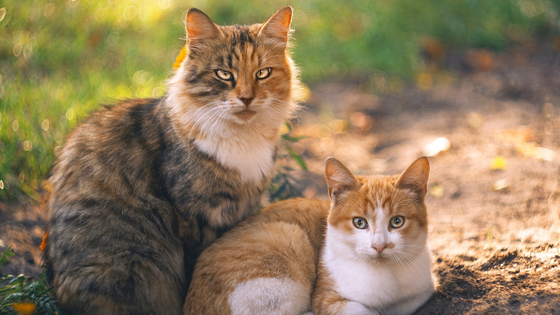 体育场馆消防安全管理标准化方案,体育馆消防安全设施规定