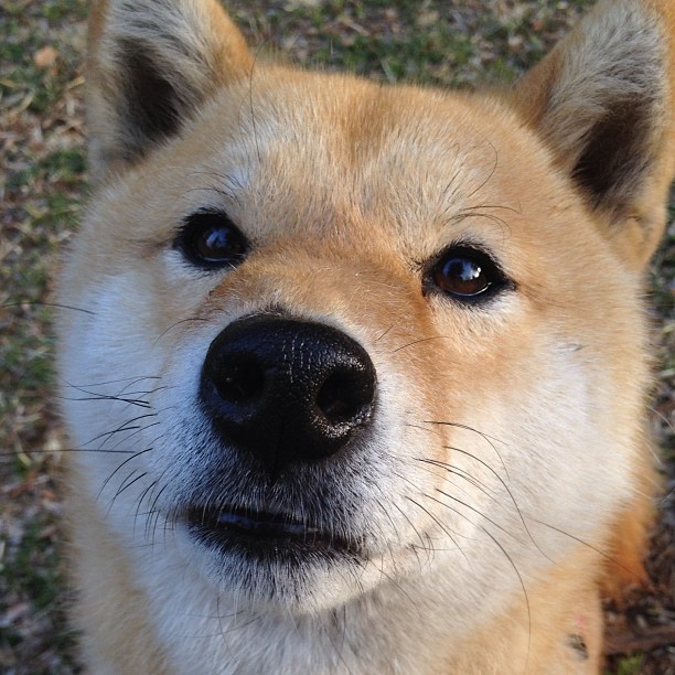 法甲裁判误判后联盟纠正机制成效研判,中甲裁判争议判罚引冲突