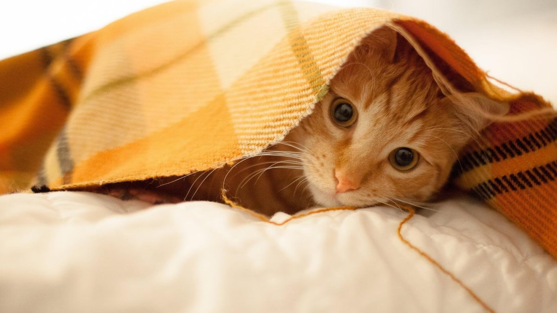 青少年运动心理发展特点及教育策略，青少年运动发展规律