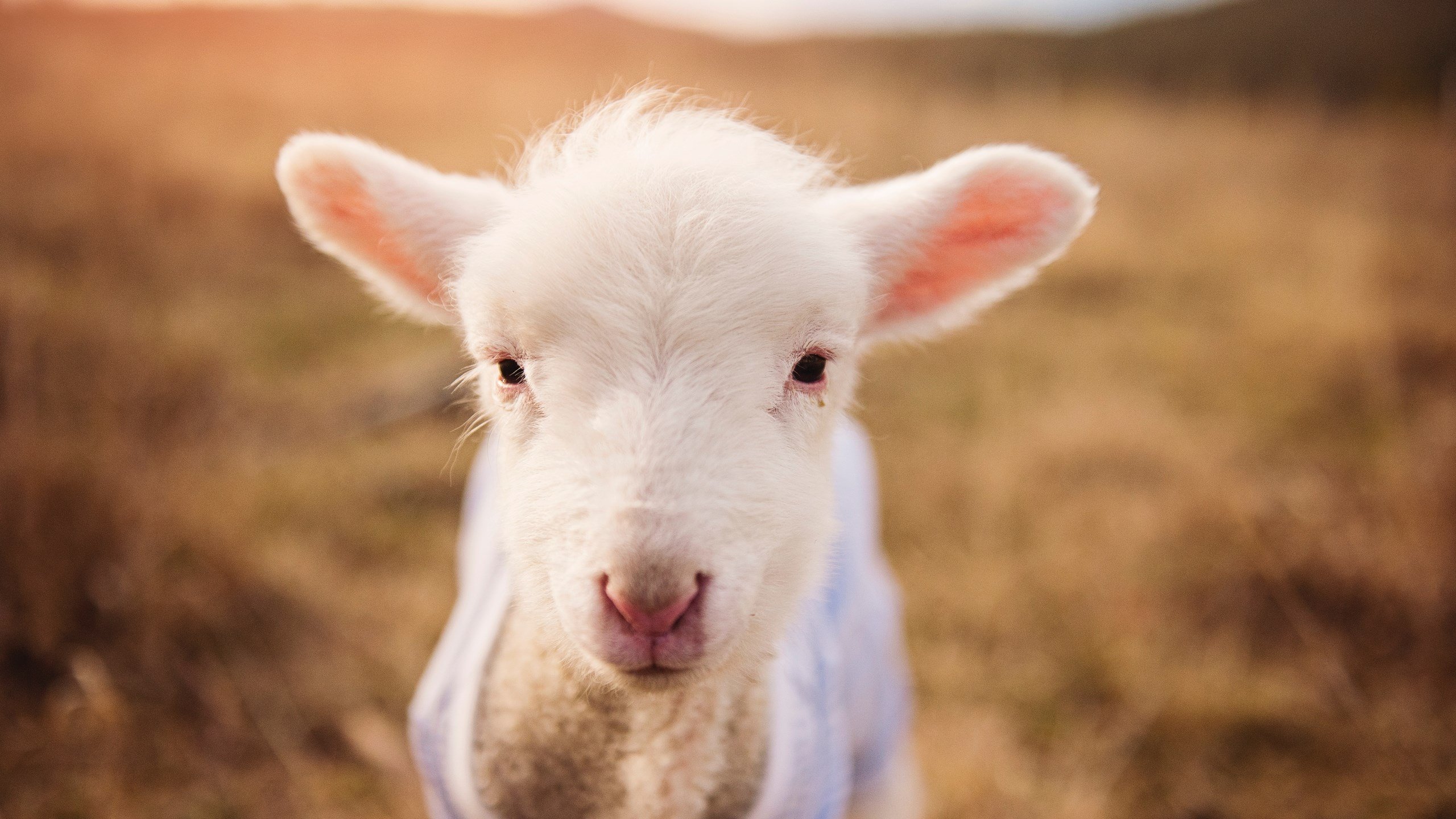 外线射手的跑位技巧分析,外线射手的跑位技巧分析视频