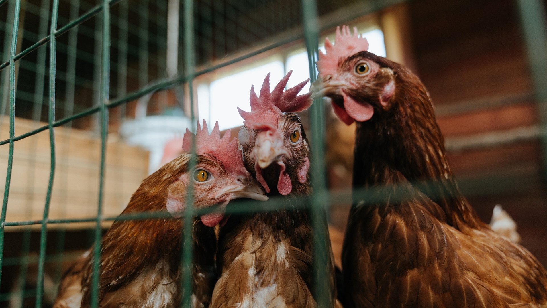 瑞典团队战术：如何打破对方的防守阵型，瑞典打法