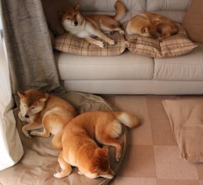 乌干达女篮在非洲锦标赛中持续突破，体育发展迎新里程，乌干达女子精英联赛