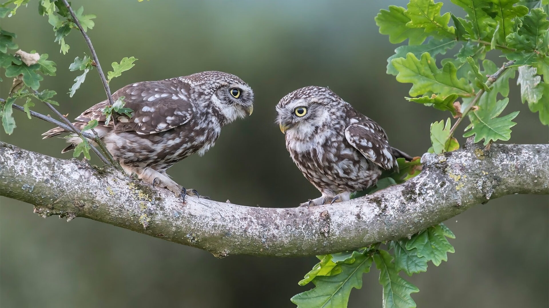 乔纳·隆戈:为全黑队打破全球橄榄球赛事的收视纪录,乔丹橄榄球比赛