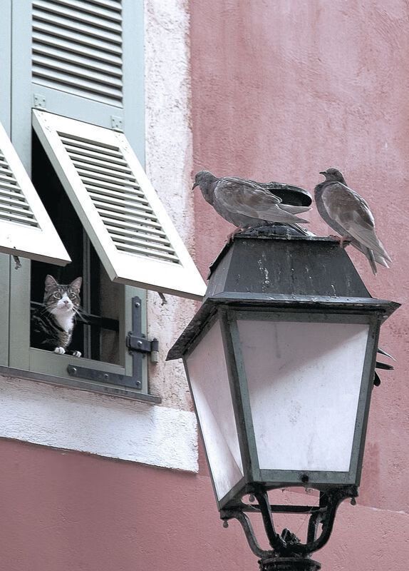 水球终场绝杀瑞士逆转取胜,水球比赛录像