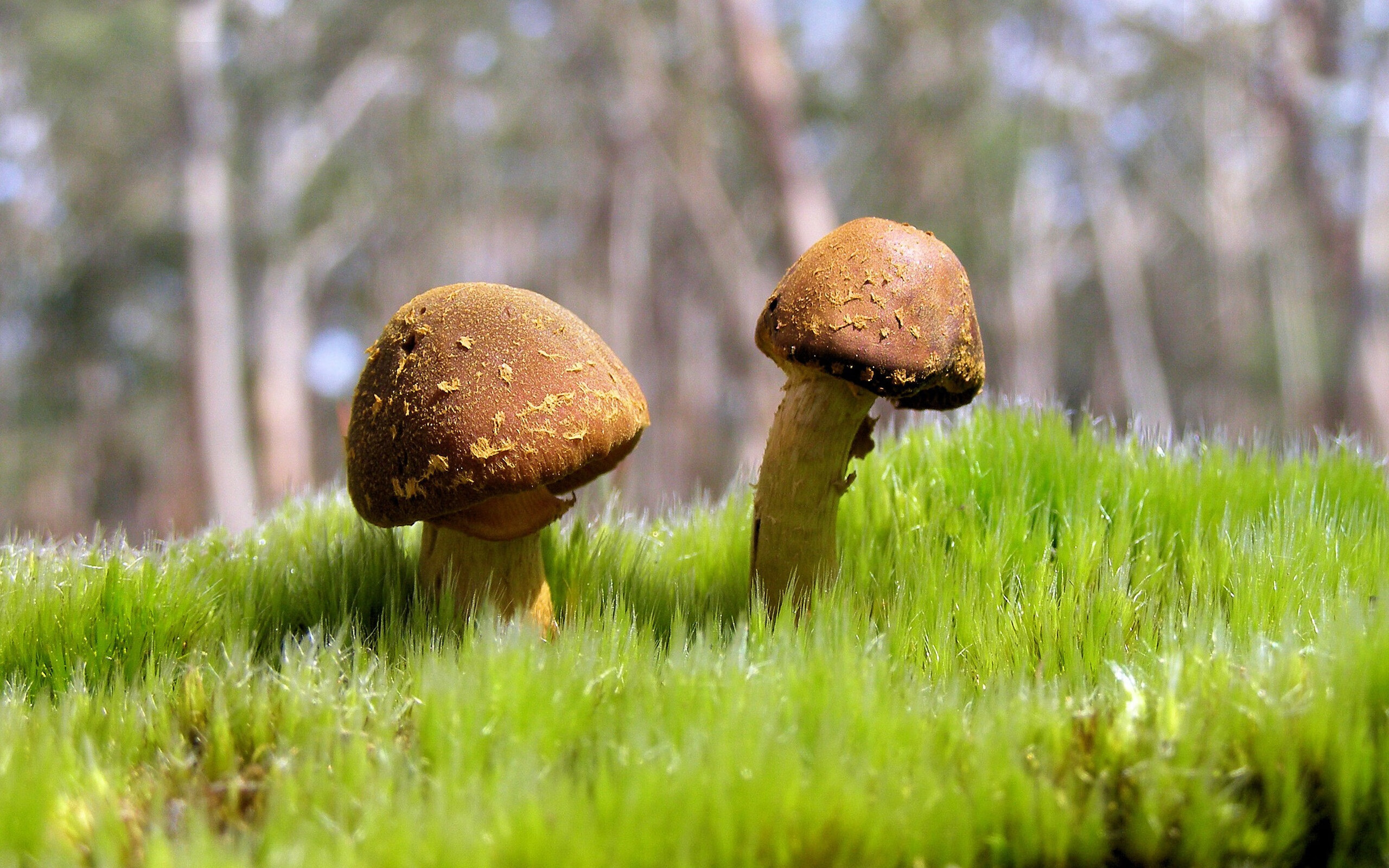 法甲绝佳配合:团队默契,燃情全场!,法甲队伍排名