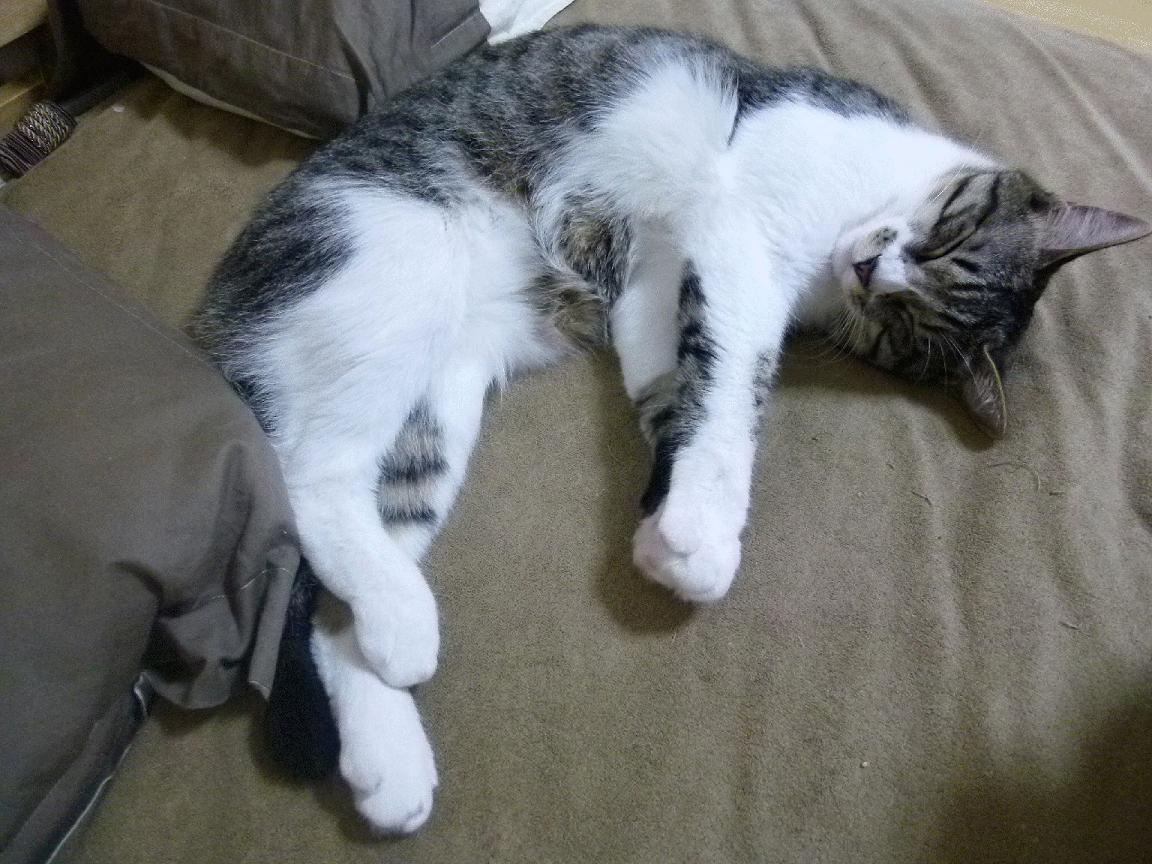 艾比·德尔福：他的防守让南非队的整体战术更加严密和高效，艾比 里德尔